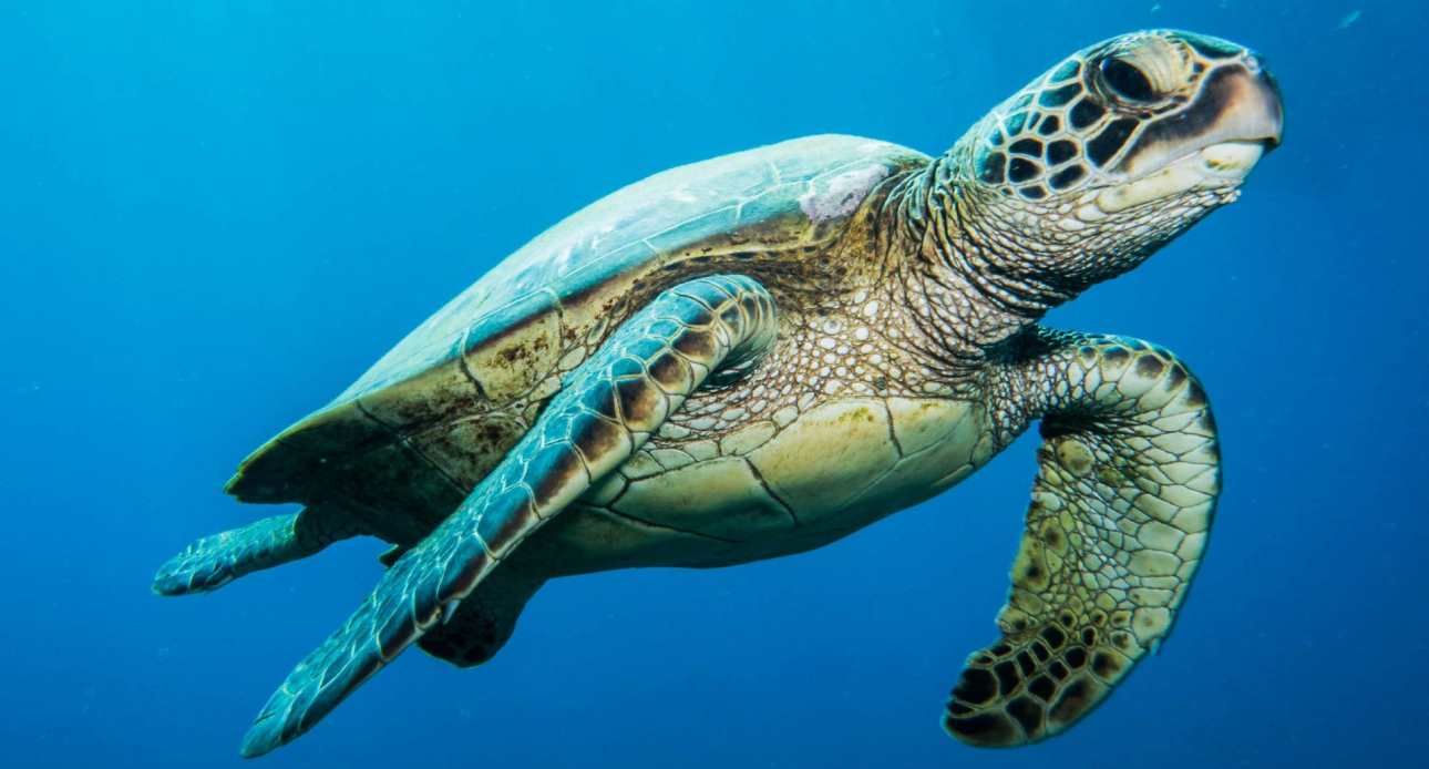 Tartarughe marine sulla spiaggia - 07 agosto