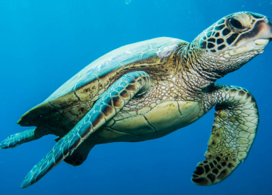 Tartarughe marine sulla spiaggia - 07 agosto