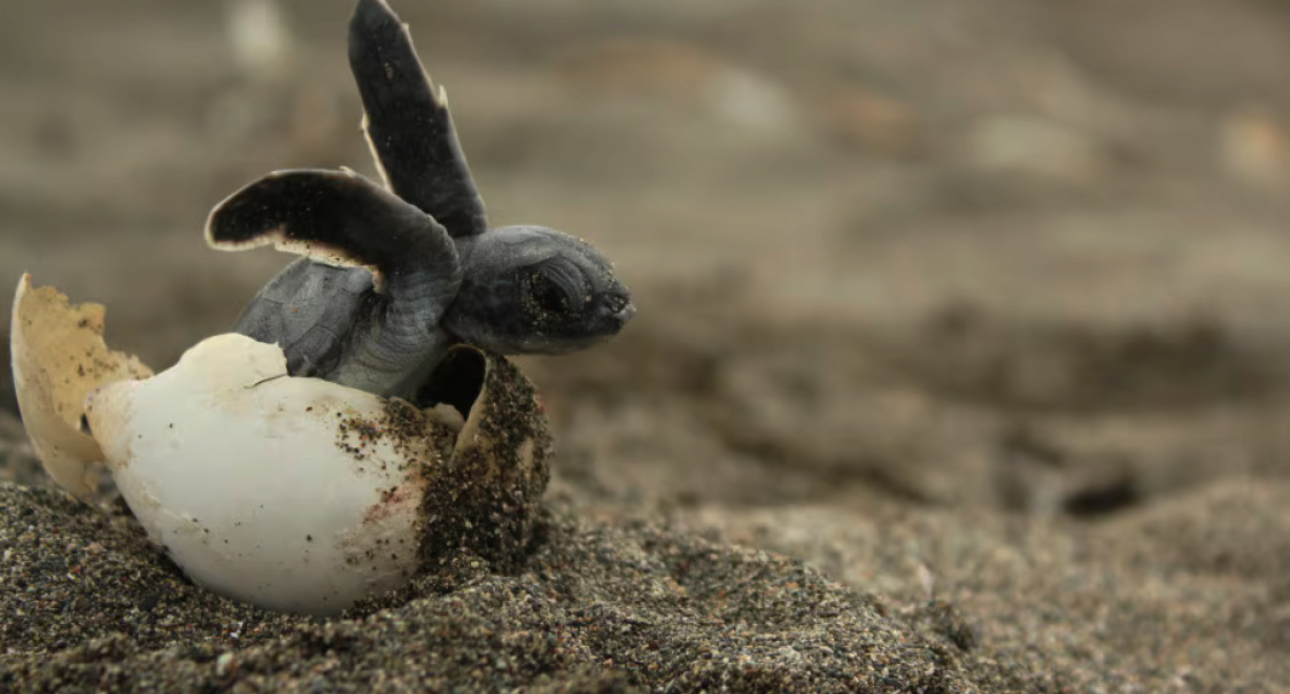 Caretta caretta a Laigueglia: la natura incanta la Riviera