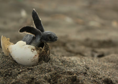 Caretta caretta a Laigueglia: la natura incanta la Riviera
