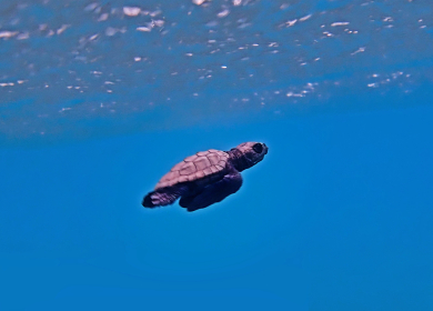 Laigueglia celebra la fine di una stagione straordinaria: nate 192 tartarughe marine